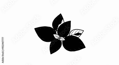 Stylized black and white illustration of a basil plant with dark leaves