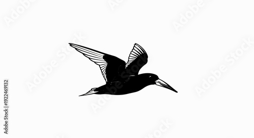 Silhouette of a tern in flight, wings outstretched, sharp beak