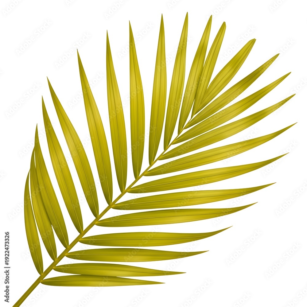 Fototapeta premium A single elegant palm leaf with delicate green veins against a plain background illustration