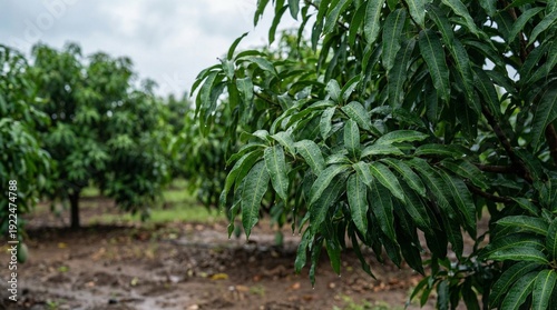 Wallpaper Mural Ripe Mango Orchard Torontodigital.ca