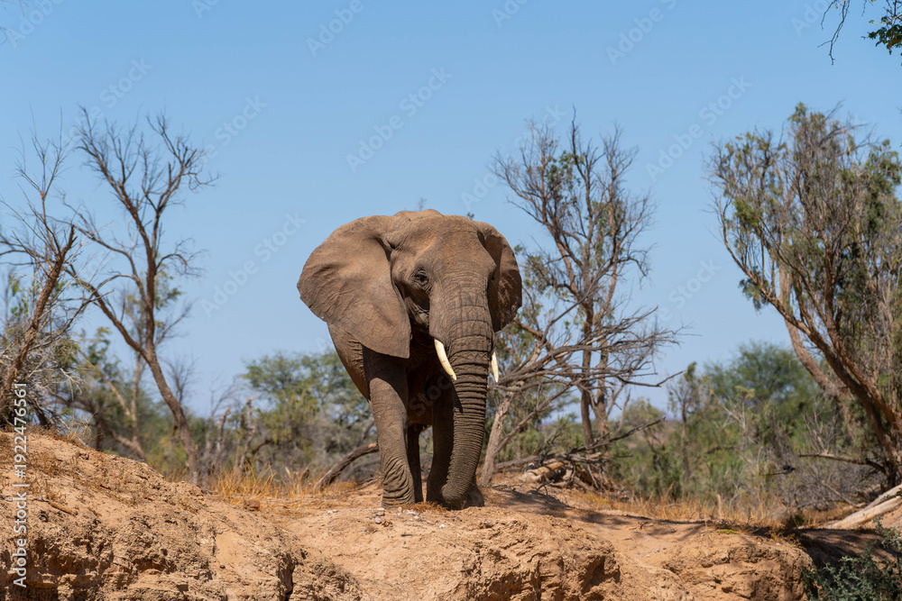 Fototapeta premium Desert-adapted elephants in Damaraland, Namibia, walking through a dry riverbed surrounded by rugged mountains and arid savannah landscape. These rare African elephants have adapted to extreme desert.