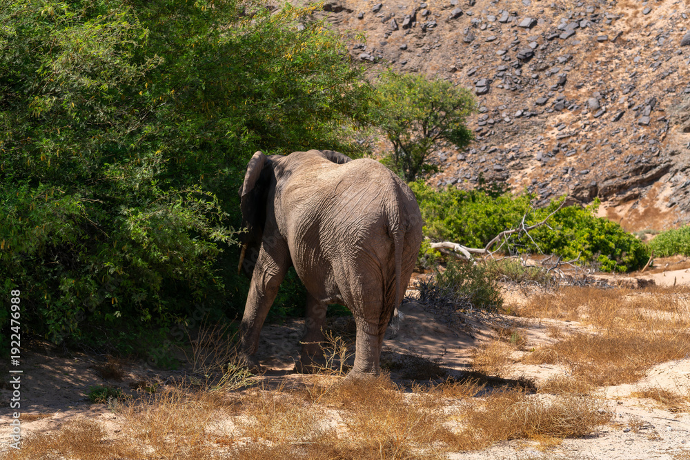 Fototapeta premium Desert-adapted elephants in Damaraland, Namibia, walking through a dry riverbed surrounded by rugged mountains and arid savannah landscape. These rare African elephants have adapted to extreme desert.