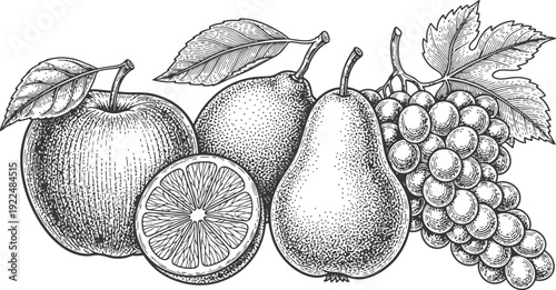 Assorted Fruit Still Life Etching with Leaves and Citrus Slice