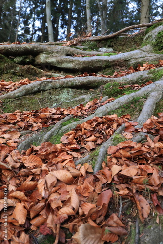 Tree stump roots in the forest with fallen leaves in autumn