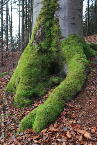 green moss on a tree