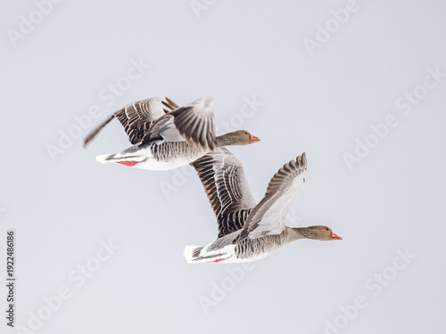 Canvas-taulu greylag goose (Anser anser)