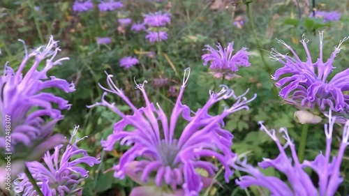 Wallpaper Mural Vibrant Purple Bee Balm Flowers with Unique Petals Bloom Beautifully in a Lush Summer Garden. Torontodigital.ca
