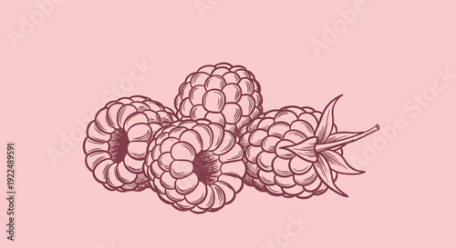 Three ripe raspberries illustrated in a simple style on a soft pink background viewed from directly above