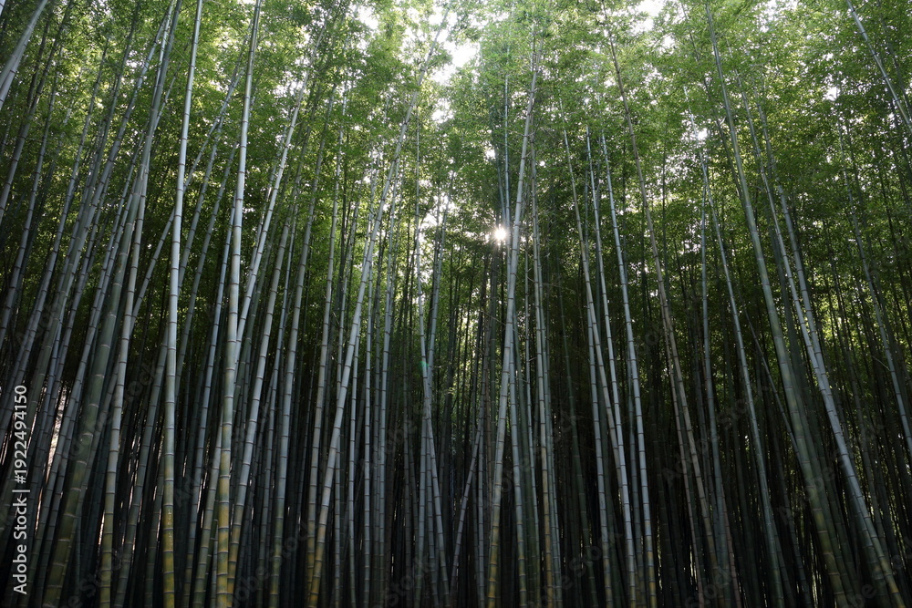 Fototapeta premium bamboo forest background