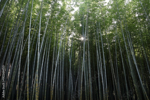 bamboo forest background
