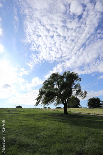 lonely tree on a hill
