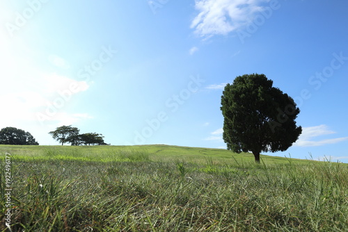 lonely tree in the field