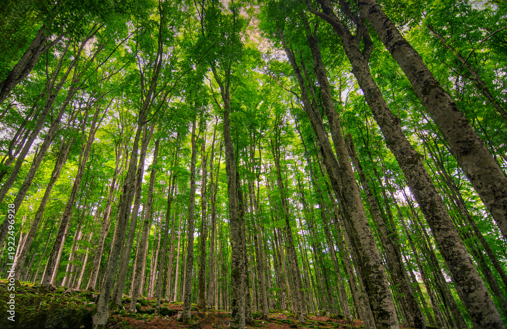 Naklejka premium the sun sets behind the beautiful spring forest