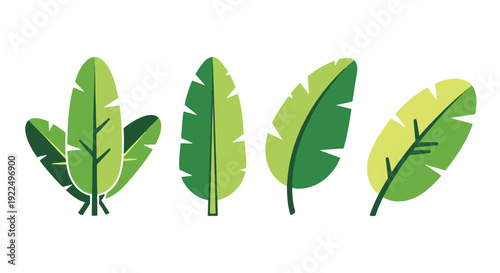 Banana leaf Line art flat abstract color vector