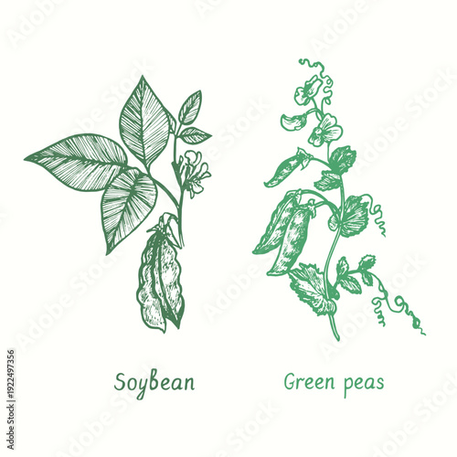 Soybean plant (Glycine max), Sweet pea twig with leaves and  pods set. Ink black and white doodle drawing in woodcut style