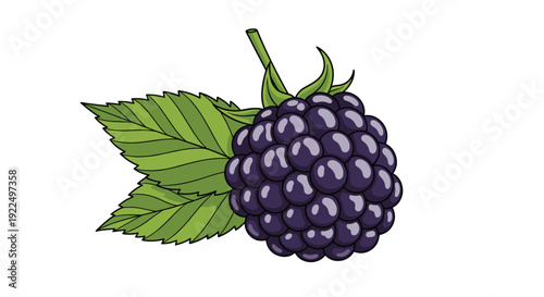Detailed color illustration of a single large blackberry showing individual drupelets and a pair of green leaves with serrated edges for fruit lovers.