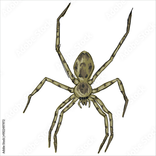 Pantropical Huntsman Spider. Heteropoda venatoria. Colorful, hand-drawn, vector illustration. Picturesque. Unique detailed stylization. Print on sketchbooks, stickers, postcards, cups, clothes