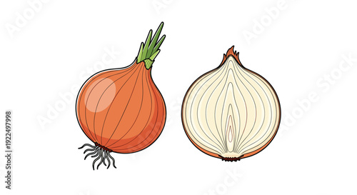 Detailed color illustration of a whole yellow onion with green sprouts and a cross section of a fresh onion.