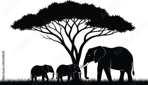Black silhouette of elephant family with calves walking in savanna grass under large acacia tree, isolated african wildlife vector illustration for nature design projects.