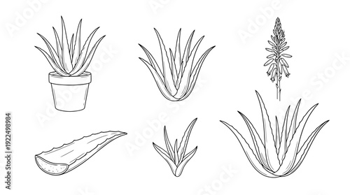 aloe vera, 6 black delicate line drawings vector set collection , white background , PNG and SVG