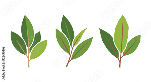 Bay leaf Line art dynamic abstract color illustration