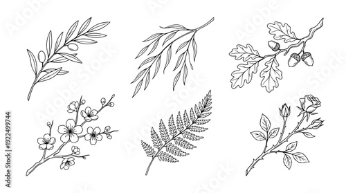 branch, 6 black delicate line drawings vector set collection , white background , PNG and SVG