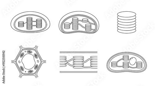 chloroplast, 6 black delicate line drawings vector set collection , white background , PNG and SVG