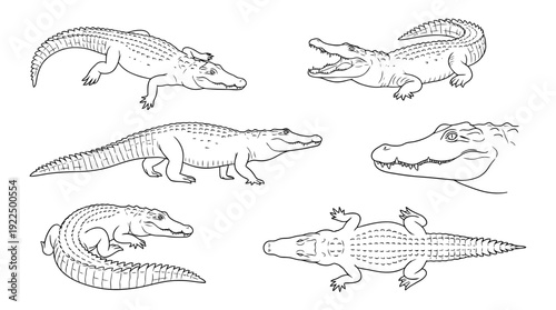 crocodile, 6 black delicate line drawings vector set collection , white background , PNG and SVG