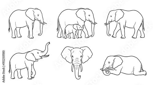 elephant, 6 black delicate line drawings vector set collection , white background , PNG and SVG