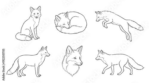fox, 6 black delicate line drawings vector set collection , white background , PNG and SVG