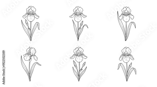 iris, 6 black delicate line drawings vector set collection , white background , PNG and SVG