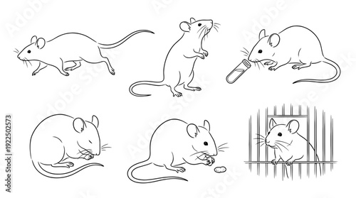 laboratory mouse, 6 black delicate line drawings vector set collection , white background , PNG and SVG