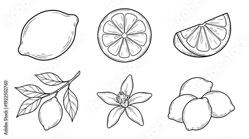 lemon, 6 black delicate line drawings vector set collection , white background , PNG and SVG