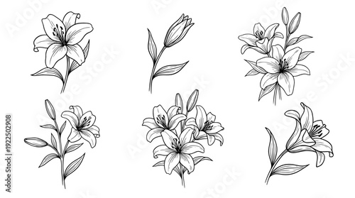 lily, 6 black delicate line drawings vector set collection , white background , PNG and SVG