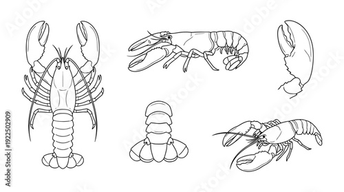 lobster, 6 black delicate line drawings vector set collection , white background , PNG and SVG