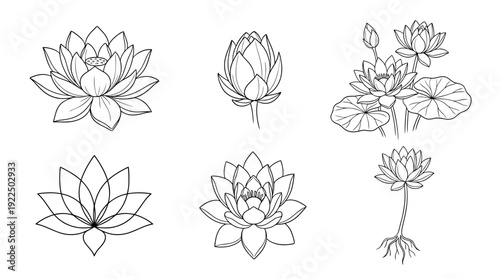 lotus, 6 black delicate line drawings vector set collection , white background , PNG and SVG