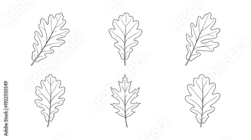 oak leaf, 6 black delicate line drawings vector set collection , white background , PNG and SVG