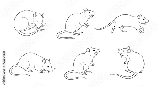 rat, 6 black delicate line drawings vector set collection , white background , PNG and SVG