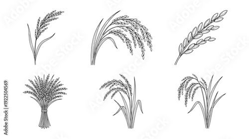 rice ear, 6 black delicate line drawings vector set collection , white background , PNG and SVG
