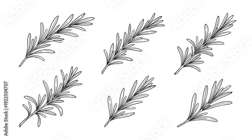rosemary, 6 black delicate line drawings vector set collection , white background , PNG and SVG