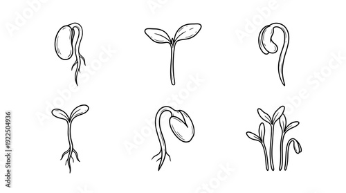 seed sprout, 6 black delicate line drawings vector set collection , white background , PNG and SVG