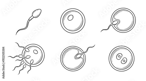 sperm and egg, 6 black delicate line drawings vector set collection , white background , PNG and SVG