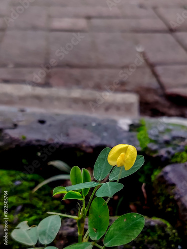 Bright yellow flower of Arachis pintoi, commonly known as Pinto Peanut or ornamental peanut grass. Copy space