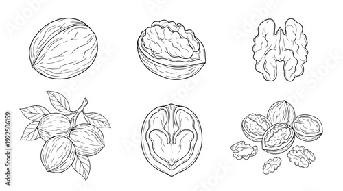 walnuts, 6 black delicate line drawings vector set collection , white background , PNG and SVG