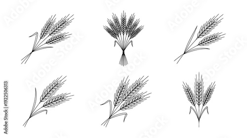 wheat, 6 black delicate line drawings vector set collection , white background , PNG and SVG