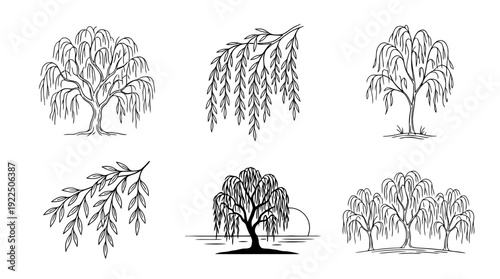 willow tree, 6 black delicate line drawings vector set collection , white background , PNG and SVG