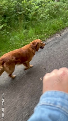 Golden Retriever Running Next to Bicycle on Street