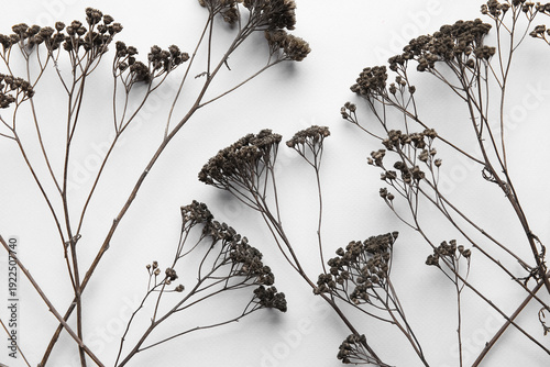 Composition with dried yarr...