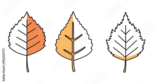Birch leaf Line art minimal smooth color vector