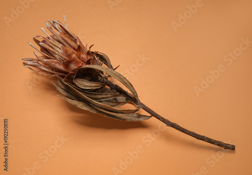 Beautiful dried Banksia flo...